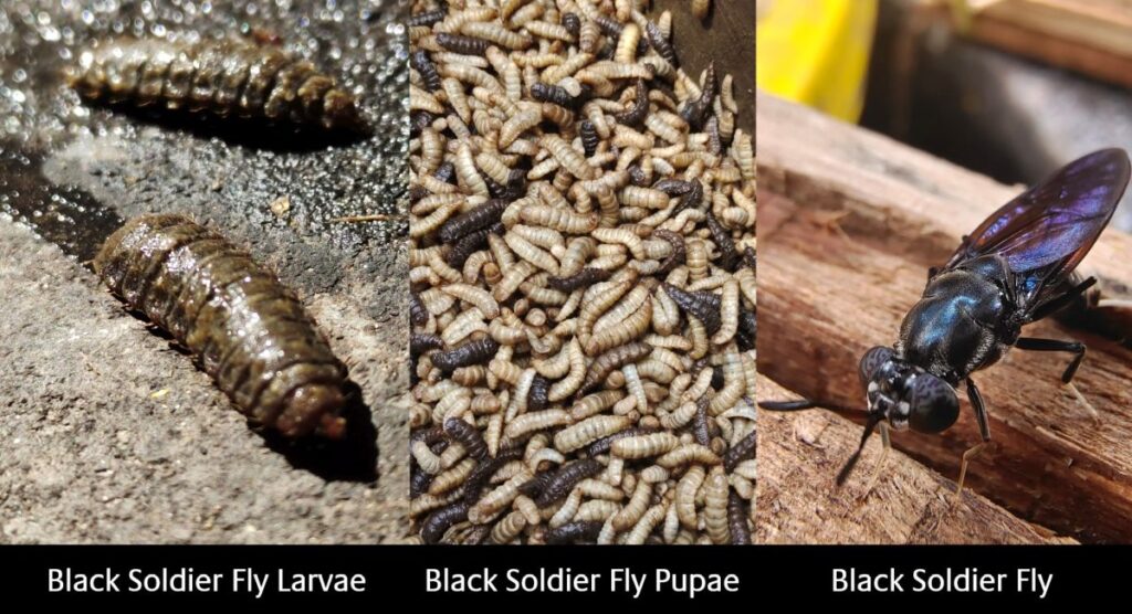 Black Soldier Flies from larvae to pupae stage